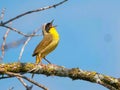 Yellow-throated Warbler singing on a branch against a blue sky. Royalty Free Stock Photo