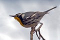 Yellow-throated Warbler