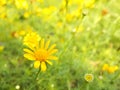 Yellow Tickseed Coreopsis Flowers Royalty Free Stock Photo