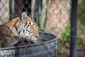 A Tiger in Captivity