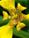 Yellow tiger flower in the morning