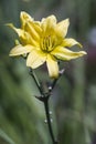 Yellow Tiger Lily Royalty Free Stock Photo