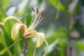 Yellow tiger lily in bloom in garden. Tiger lilies in garden. Lilium lancifolium. Yellow lily flower. Royalty Free Stock Photo