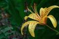 Yellow tiger lily in bloom in garden. Tiger lilies in garden. Lilium lancifolium. Yellow lily flower. Royalty Free Stock Photo