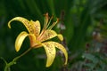 Yellow tiger lily in bloom in garden. Tiger lilies in garden. Lilium lancifolium. Yellow lily flower. Royalty Free Stock Photo