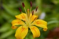 Yellow tiger lily flower,beautiful lily flower growing in garden with blurred background Royalty Free Stock Photo