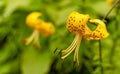 Yellow Tiger Lily flower. Royalty Free Stock Photo