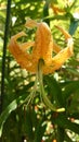 Yellow tiger lily flower fully blooming to expose the stems for pollination Royalty Free Stock Photo