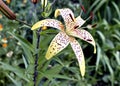 Yellow tiger Lily flower Royalty Free Stock Photo