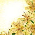 Yellow tiger lily flowers - border design Royalty Free Stock Photo