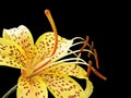 Yellow tiger lily isolated on black Royalty Free Stock Photo