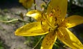 Yellow tiger lily pistils pollen