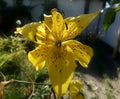 Yellow tiger lily pistils pollen