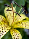 tiger lily bud with raindrops on the petals, macro Royalty Free Stock Photo