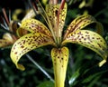 Yellow tiger Lily with raindrops on the petals in the garden Royalty Free Stock Photo