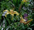 Yellow tiger Lily with raindrops on the petals in the garden Royalty Free Stock Photo