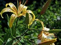 Yellow tiger Lily with raindrops on the petals in the garden Royalty Free Stock Photo