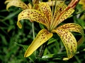 Yellow tiger Lily with raindrops on the petals in the garden Royalty Free Stock Photo