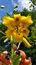 Yellow Tiger Lily Royalty Free Stock Photo