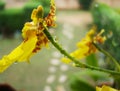 Yellow tiger orchid flower or leopard flower, in a tropical garden after the rain Royalty Free Stock Photo