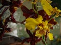 Yellow tiger orchid flower or leopard flower, in a tropical garden Royalty Free Stock Photo