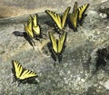 Yellow tigertail butterflies Royalty Free Stock Photo