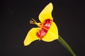 Yellow tigridia flower