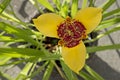 Yellow tigridia pavonia flower in garden, close