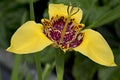 Yellow tigridia pavonia flower in garden, close