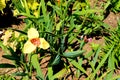 Yellow tigridia pavonia flower
