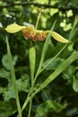 Yellow tigridia pavonia flower, side view