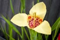 Yellow Tigridia ( Tigridia pavonia)