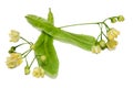 Yellow Tilia flowers, green leaves