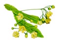Yellow Tilia flowers, green leaves