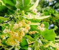 Yellow Tilia flowers, green leaves