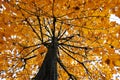 Yellow tilia lime trees leaves and trunk in an autumnal day. for fall and sesonal concept