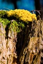 Yellow tinder fungi mushroom on a tree trunk