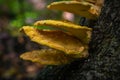 Yellow tinder polypore on a gray stump Royalty Free Stock Photo