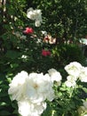 Closeup photo of white flowers in the garden . Partially blurred background