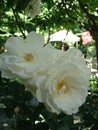 Closeup photo of white rose in the garden . Partially blurred background