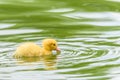 Yellow Tiny Duckling