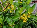 Yellow tiny flowers and buds