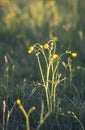 Yellow tiny meadow flowers