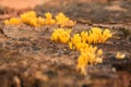 yellow tiny mushroom