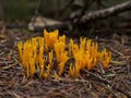 Yellow tipped clavaria Ramaria formosa Royalty Free Stock Photo