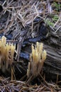 Yellow-tipped Coral fungus Ramaria Formosa Royalty Free Stock Photo