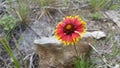 Yellow Tipped Orange Texas Wildflower Royalty Free Stock Photo