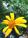 Yellow Tithonia diversifolia or insulin plant