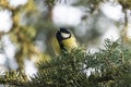 Yellow titmouse bird hiding among pine branches