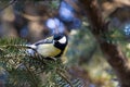 Yellow titmouse bird hiding among pine branches